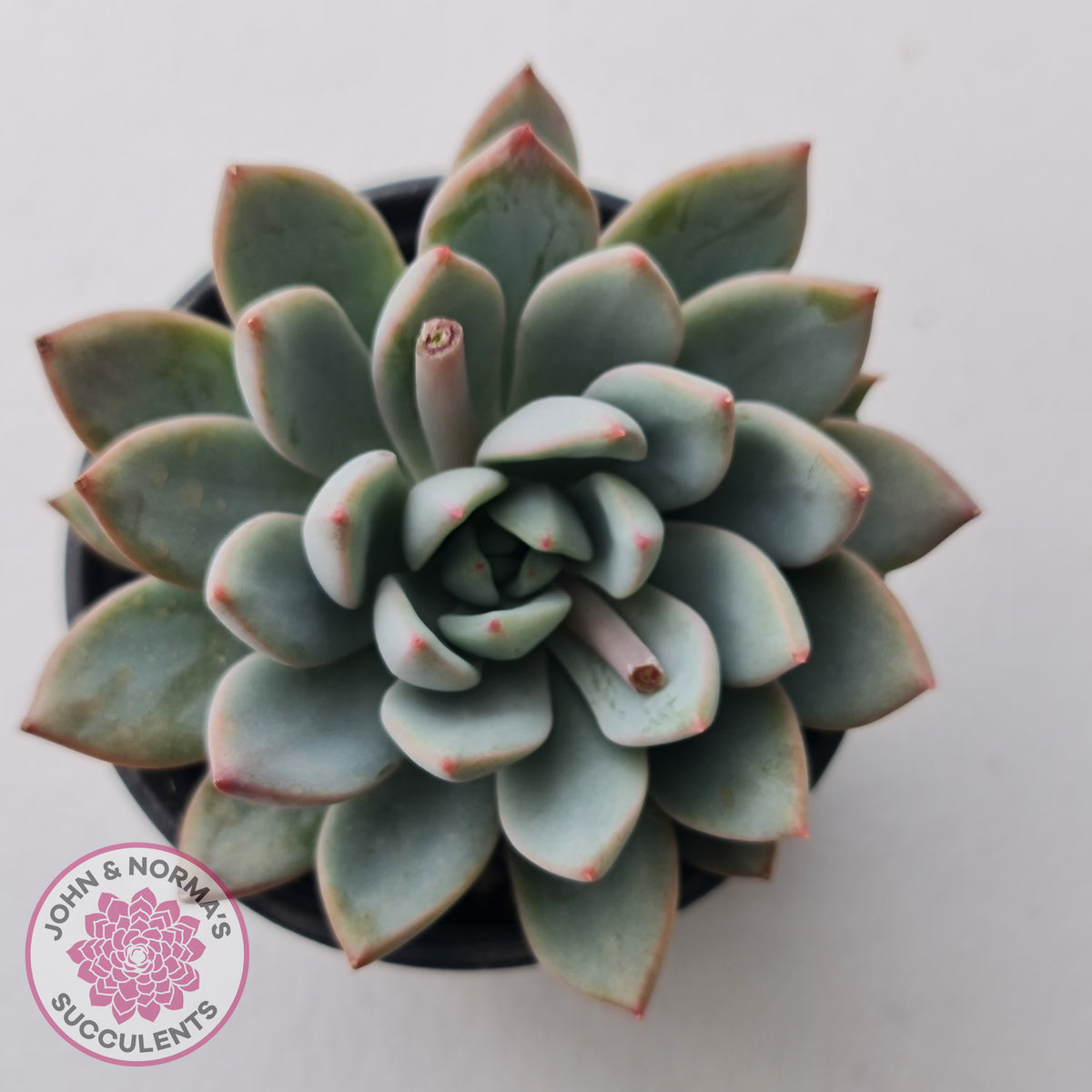 Echeveria Shanghai Lady