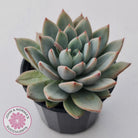 Echeveria Shanghai Lady