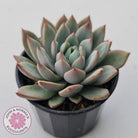 Echeveria Shanghai Lady