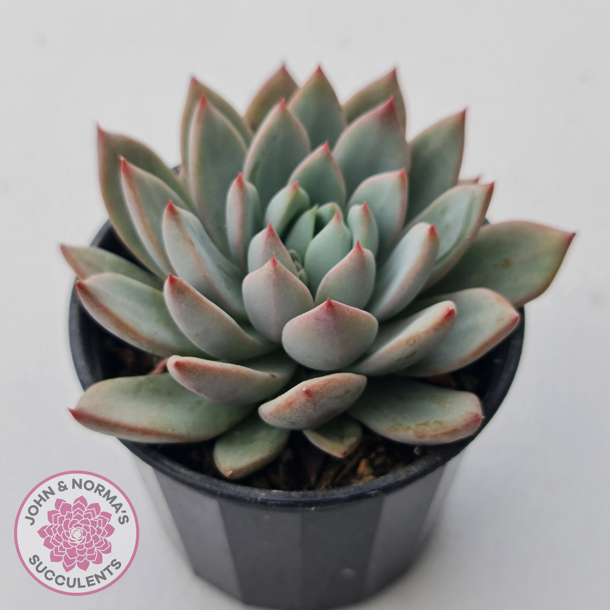 Echeveria Shanghai Lady