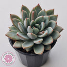 Echeveria Shanghai Lady