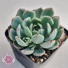 Echeveria 'Shichifuku Bini'