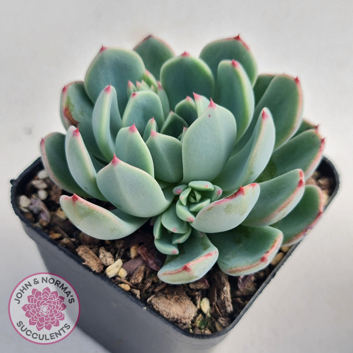 Echeveria 'Shichifuku Bini'