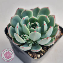 Load image into Gallery viewer, Echeveria Shichifuku Bini - John &amp; Norma&#39;s Succulents
