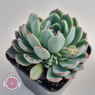 Echeveria 'Shichifuku Bini'