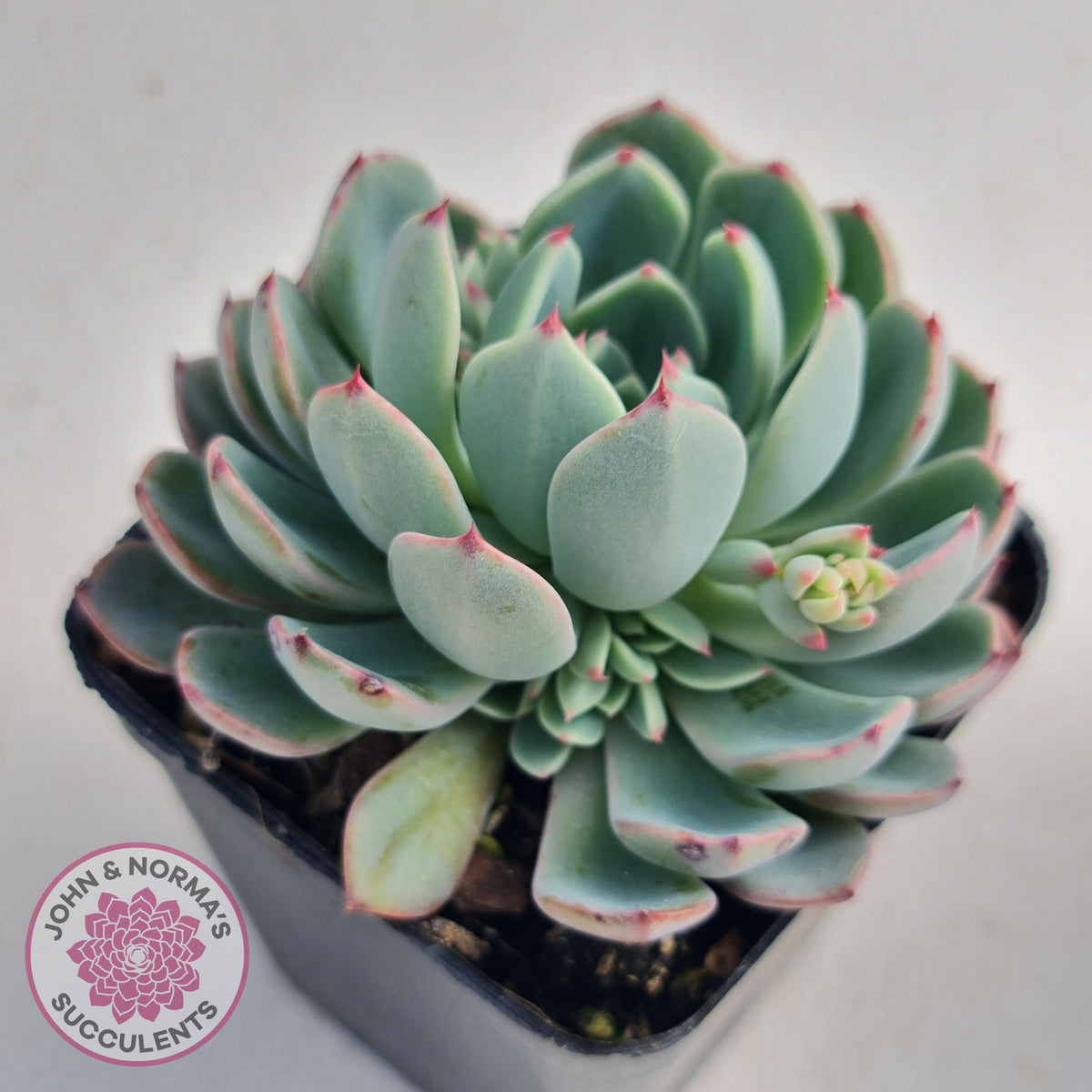 Echeveria 'Shichifuku Bini'
