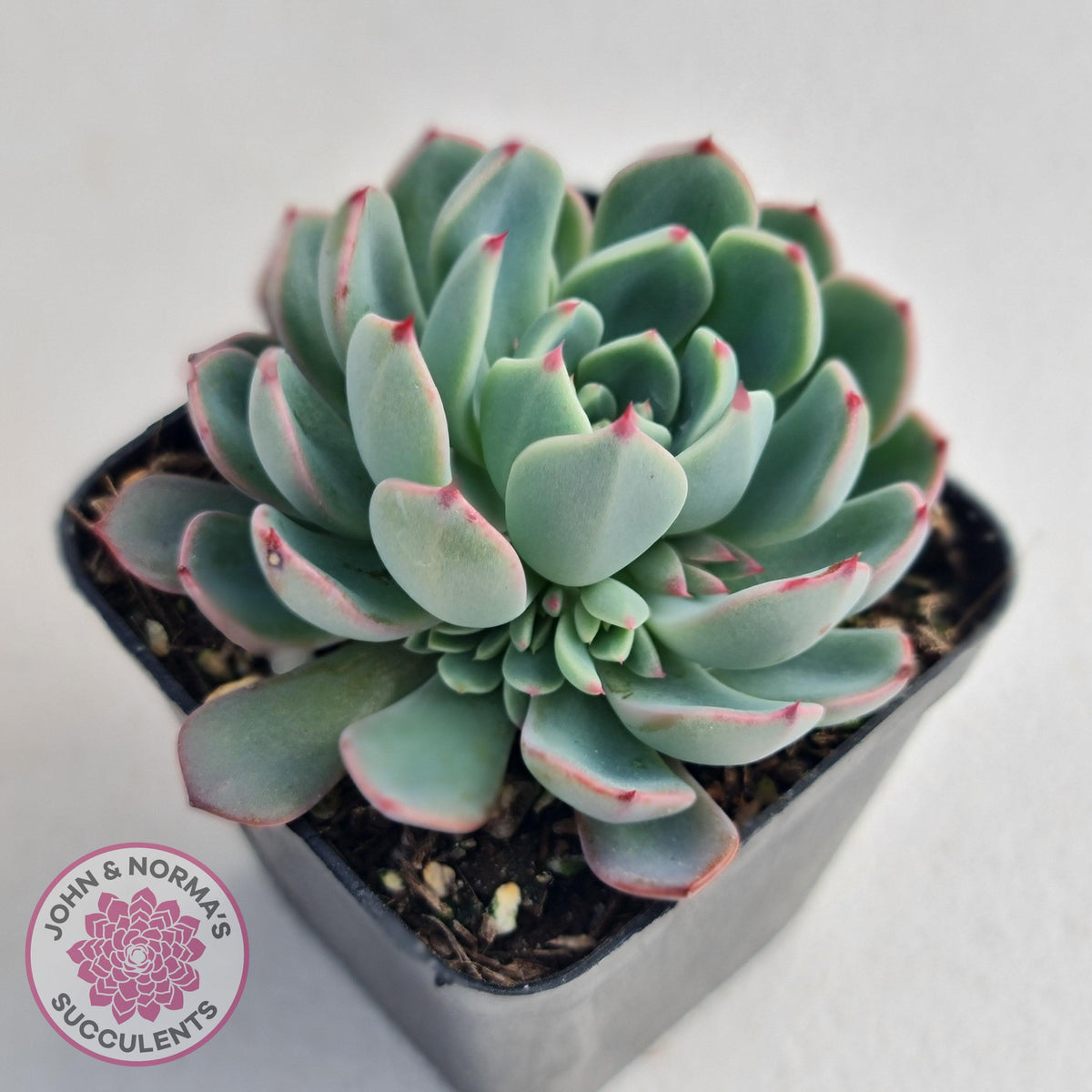 Echeveria 'Shichifuku Bini'
