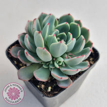 Load image into Gallery viewer, Echeveria Shichifuku Bini - John &amp; Norma&#39;s Succulents
