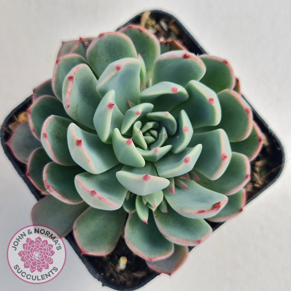 Echeveria 'Shichifuku Bini'