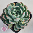 Echeveria 'Shichifuku Bini'