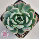 Echeveria 'Shichifuku Bini'