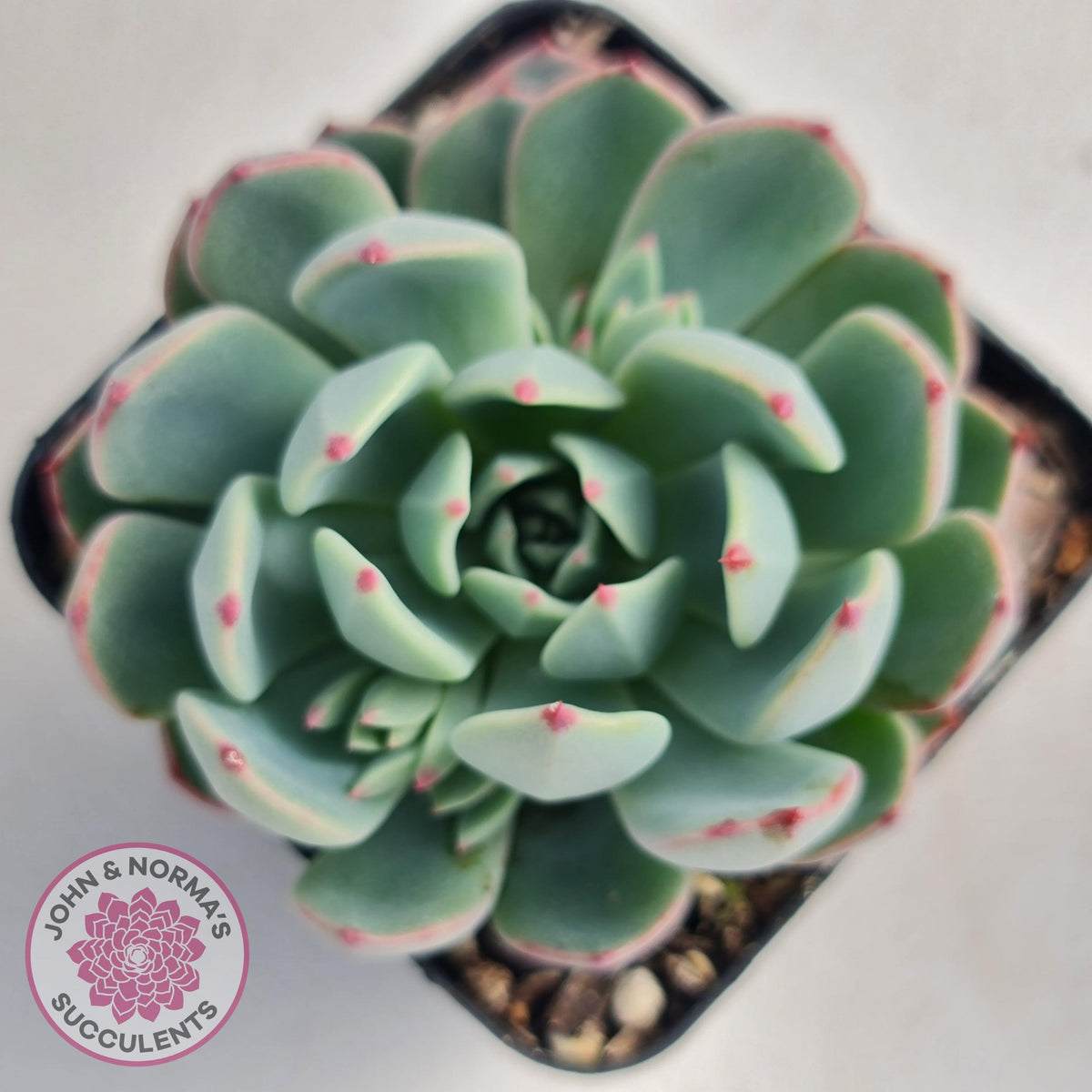 Echeveria 'Shichifuku Bini'