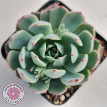 Load image into Gallery viewer, Echeveria Shichifuku Bini - John &amp; Norma&#39;s Succulents
