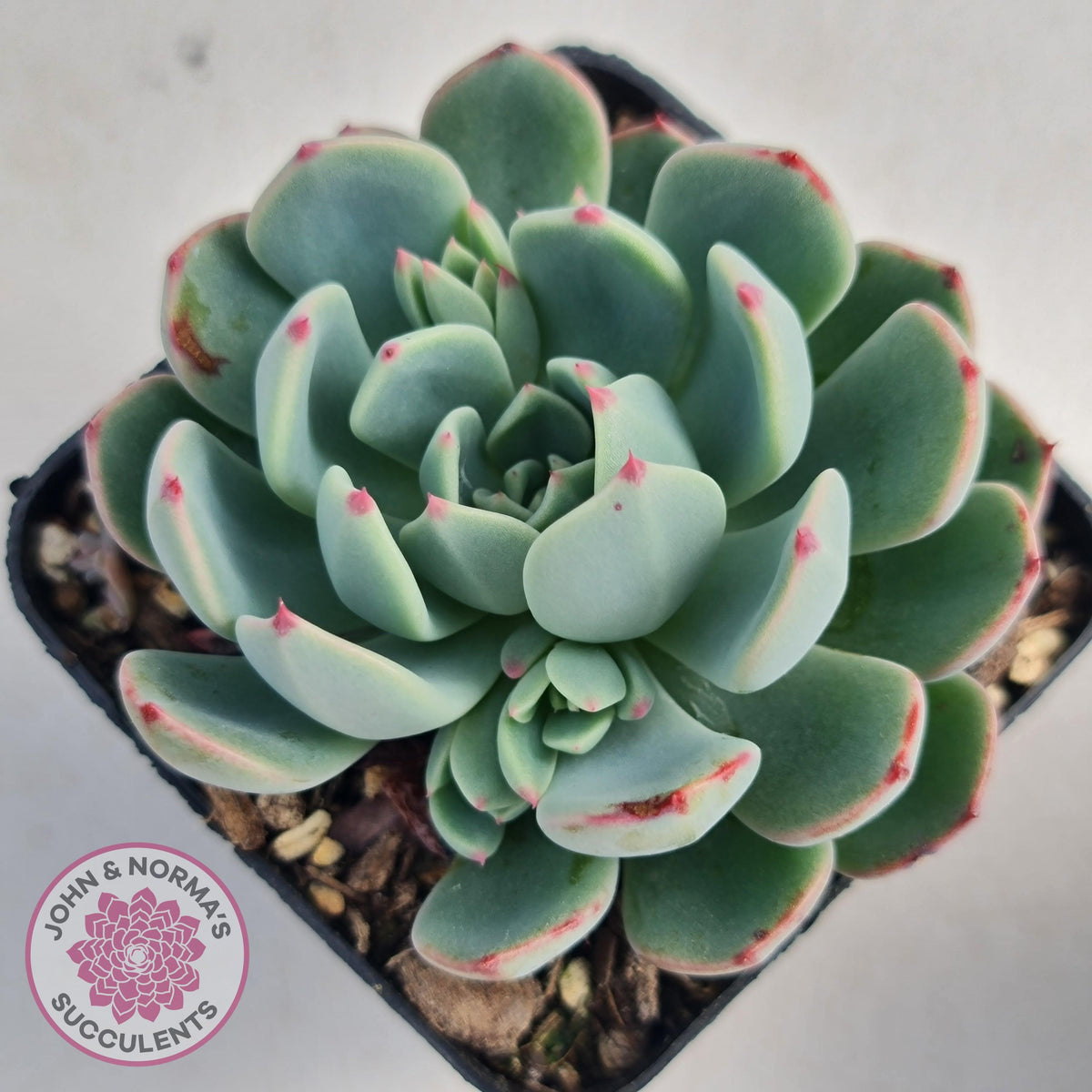 Echeveria 'Shichifuku Bini'
