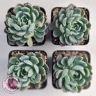 Echeveria 'Shichifuku Bini'