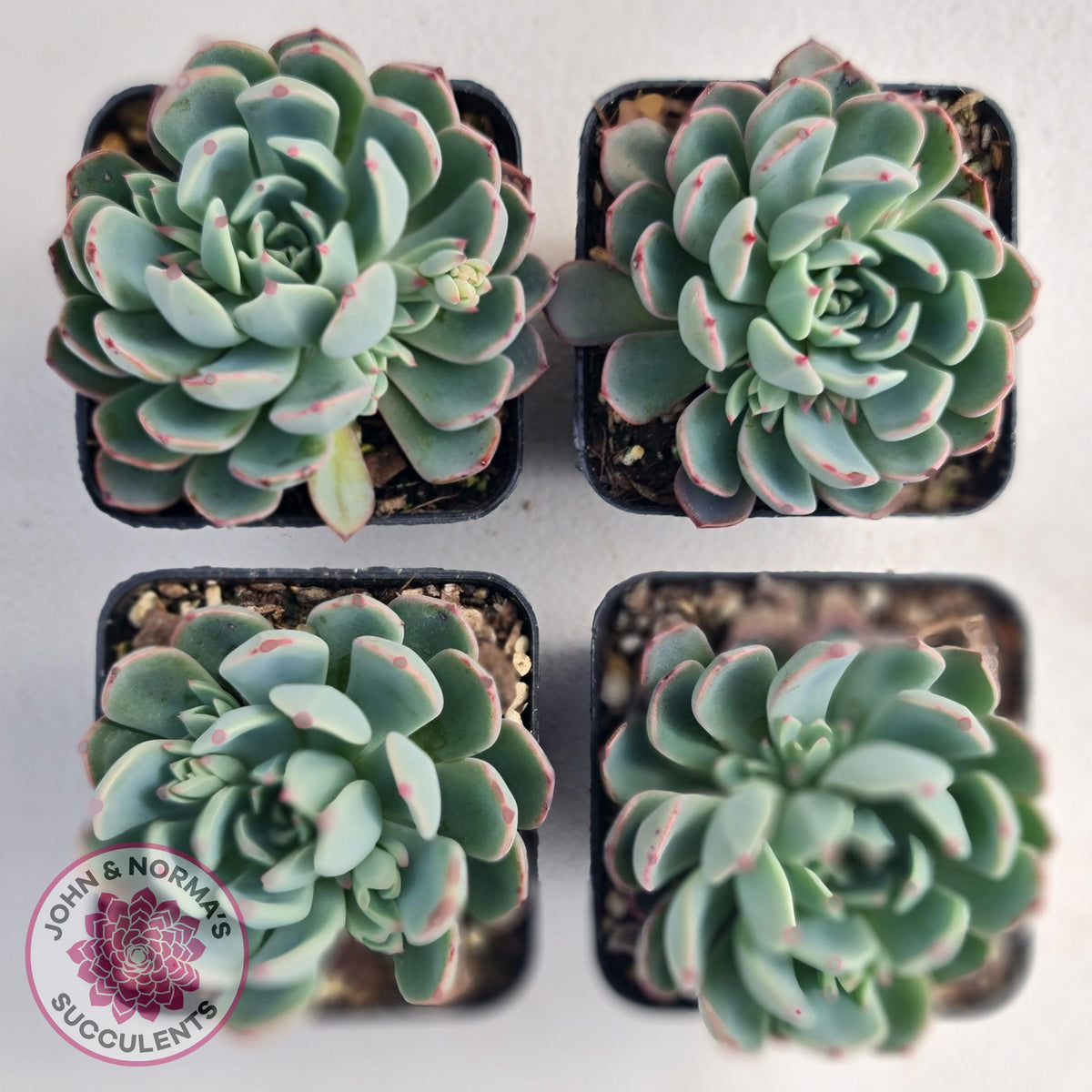 Echeveria 'Shichifuku Bini'