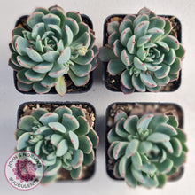 Load image into Gallery viewer, Echeveria Shichifuku Bini - John &amp; Norma&#39;s Succulents
