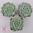 Echeveria Silhouette