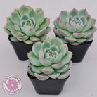 Echeveria Silhouette