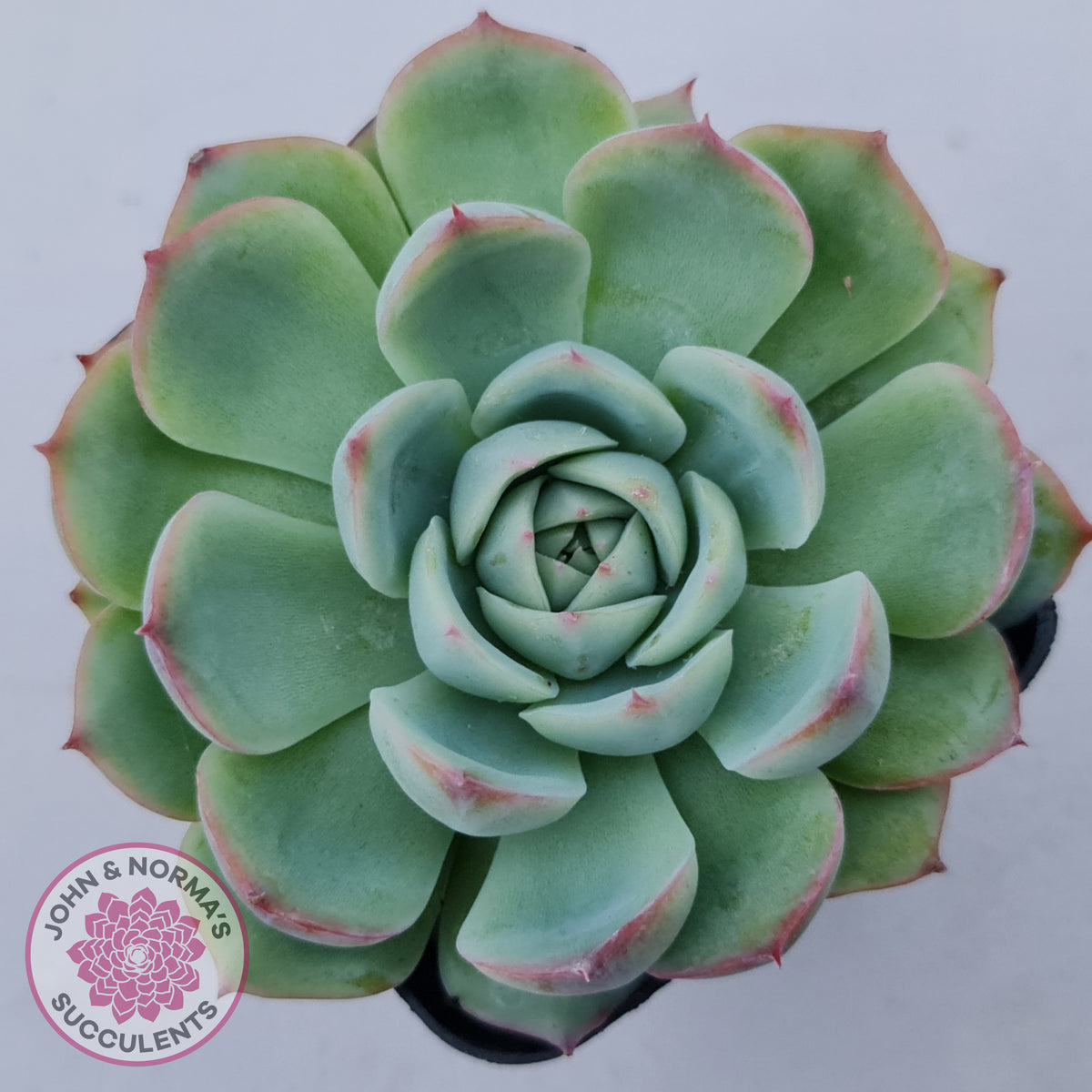Echeveria Silhouette
