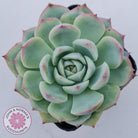 Echeveria Silhouette