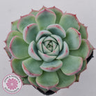 Echeveria Silhouette