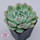 Echeveria Silhouette