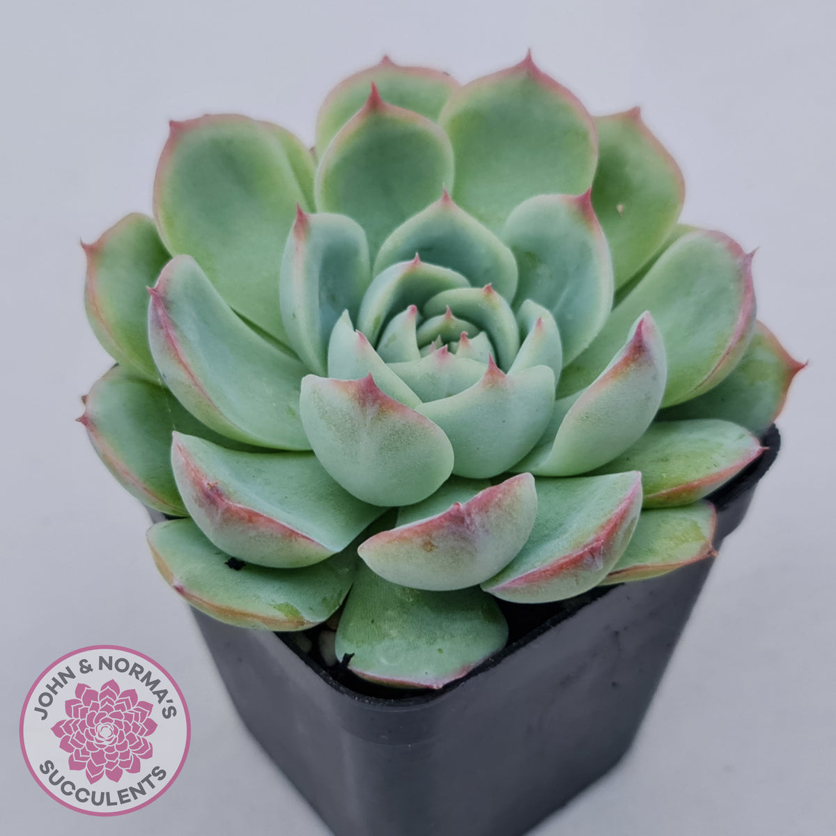 Echeveria Silhouette