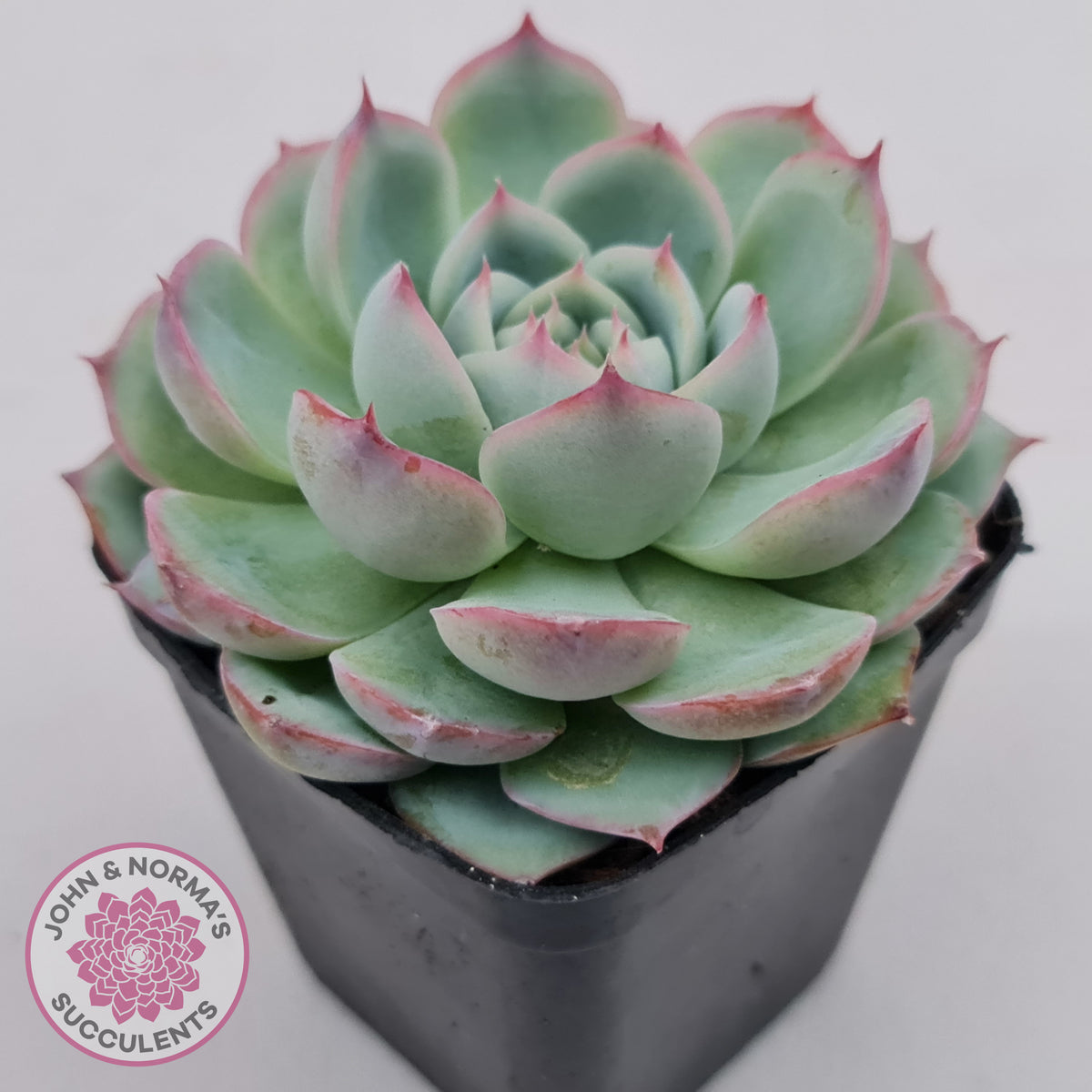 Echeveria Silhouette