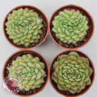 Echeveria Siren Crest