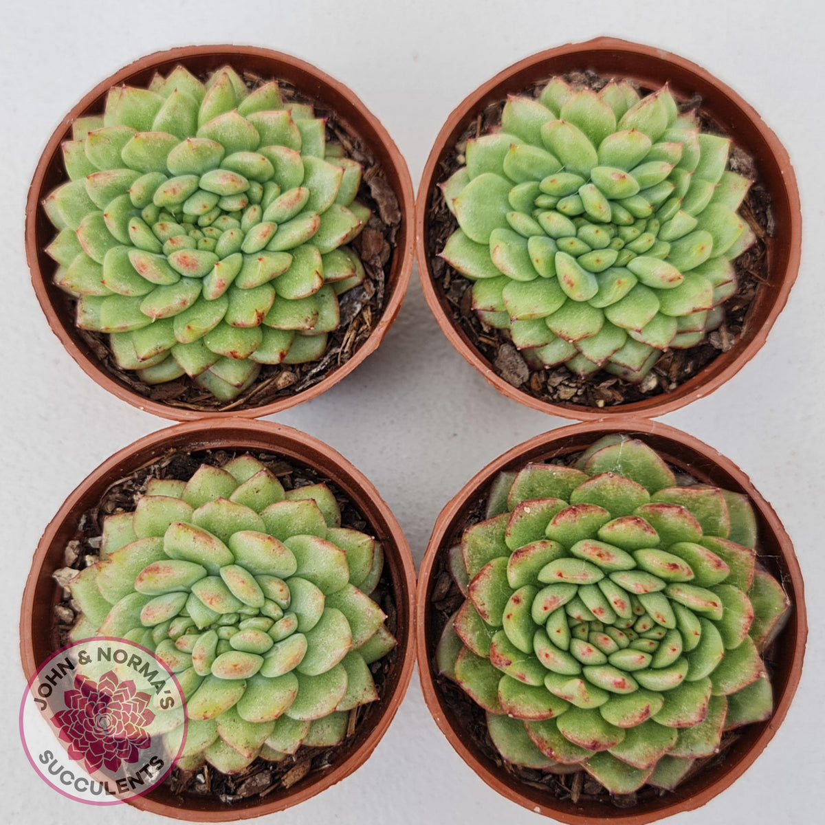 Echeveria Siren Crest