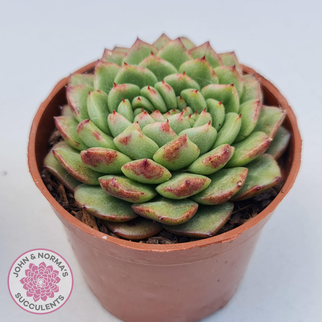 Echeveria Siren Crest - John & Norma's Succulents Australia