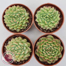 Load image into Gallery viewer, Echeveria Siren Crest - John &amp; Norma&#39;s Succulents Australia
