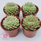 Echeveria Siren Crest