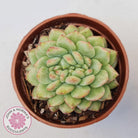 Echeveria Siren Crest