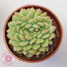 Echeveria Siren Crest