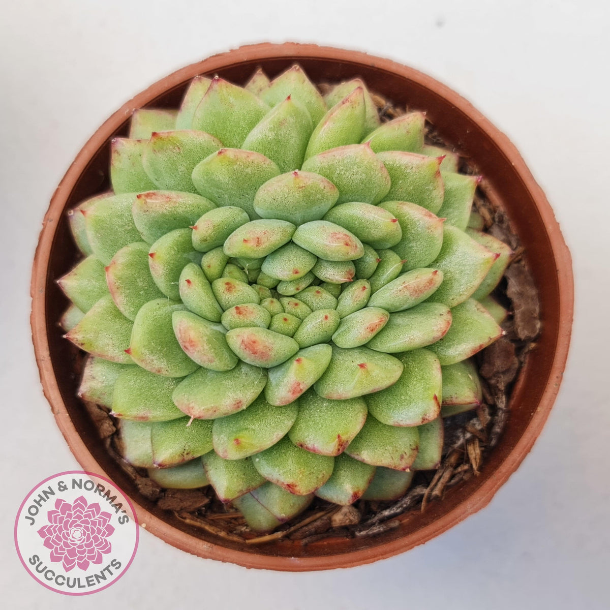Echeveria Siren Crest