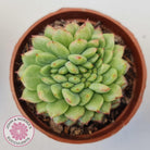 Echeveria Siren Crest