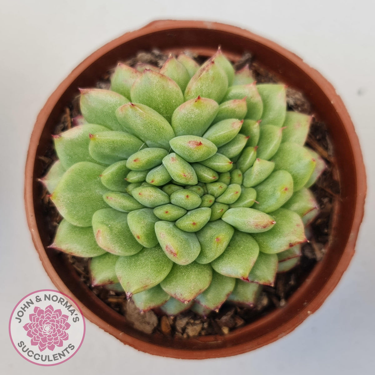 Echeveria Siren Crest