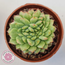 Load image into Gallery viewer, Echeveria Siren Crest - John &amp; Norma&#39;s Succulents Australia
