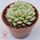 Echeveria Siren Crest
