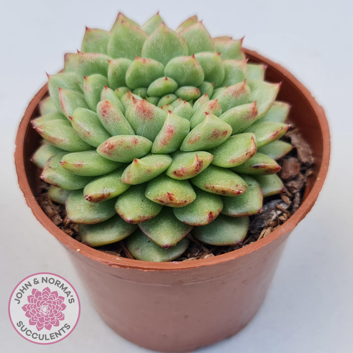 Echeveria Siren Crest