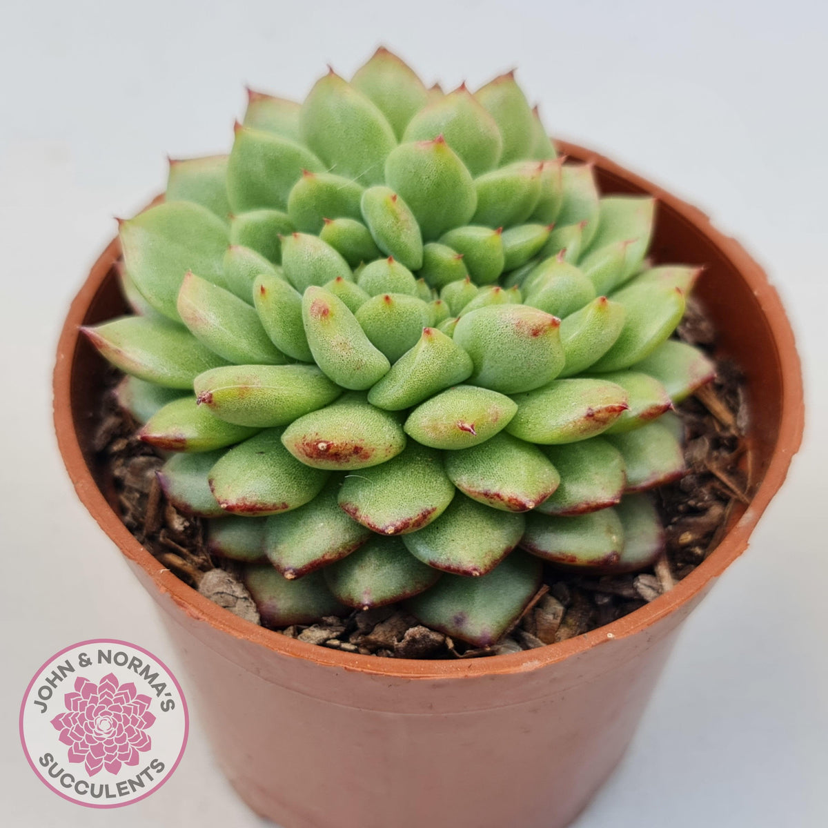 Echeveria Siren Crest