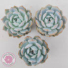 Echeveria 'Snow Angel'
