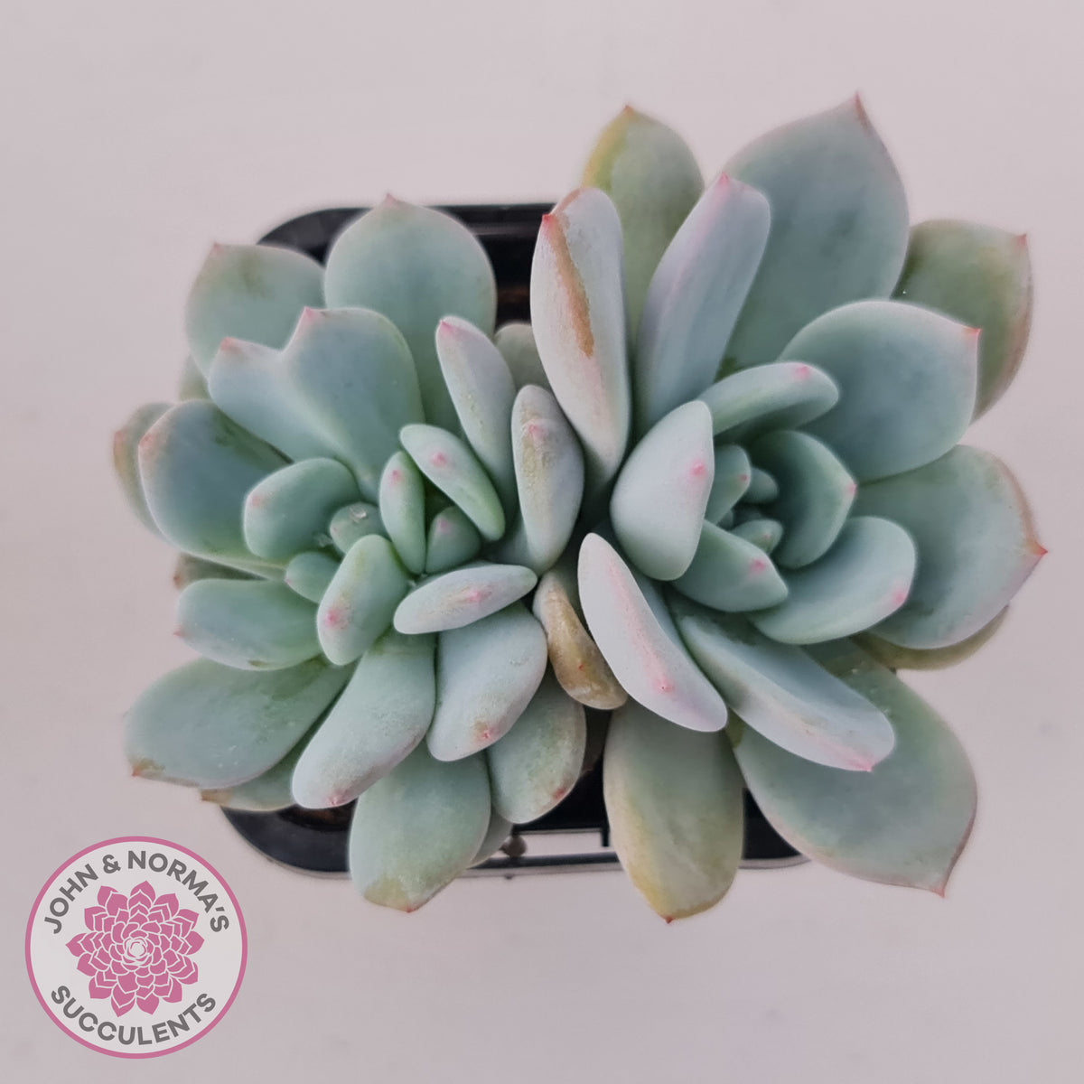 Echeveria 'Snow Angel'