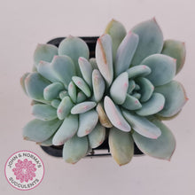 Load image into Gallery viewer, Echeveria &#39;Snow Angel&#39;
