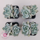 Echeveria 'Snow Angel'