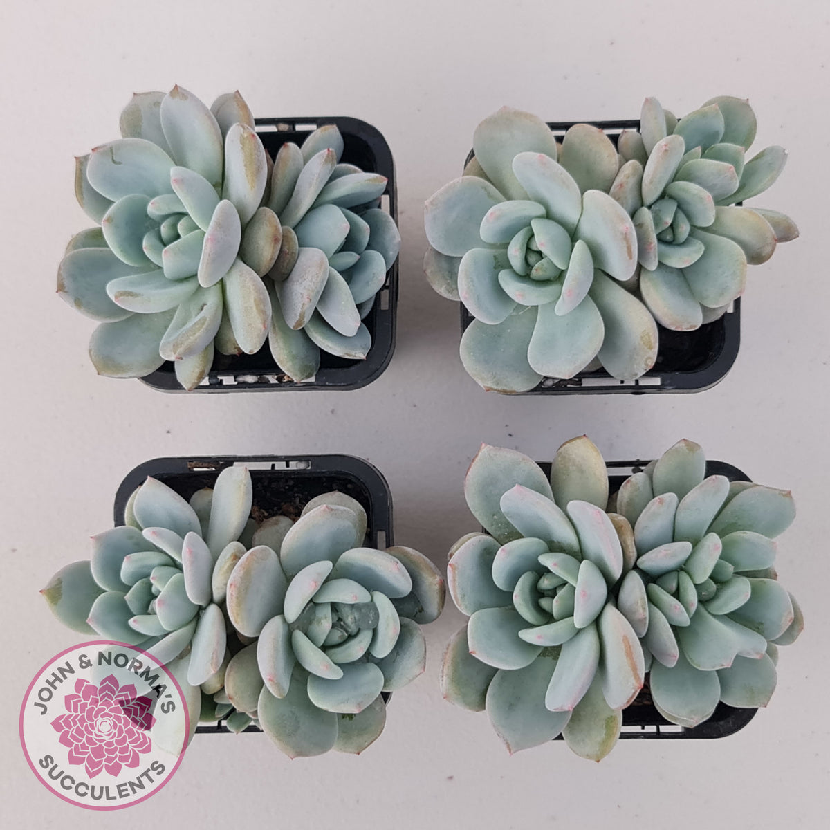 Echeveria 'Snow Angel'