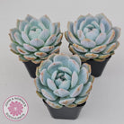 Echeveria 'Snow Angel'