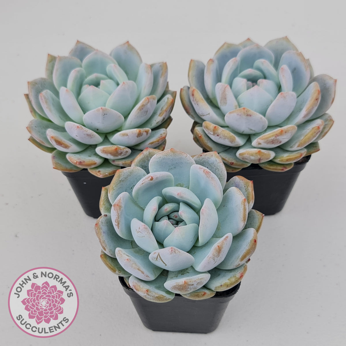 Echeveria 'Snow Angel'